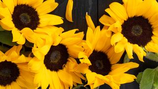 Cuándo se regalan flores amarillas y por qué empezó la tradición