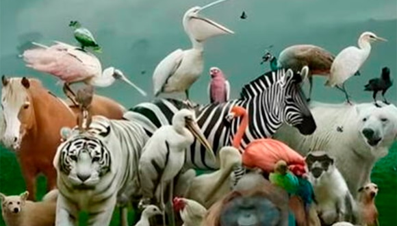 TEST VISUAL | Aparecen muchos animales en la imagen. Tienes que indicar con exactitud cuántos identificas. Así conocerás los resultados. | Foto: namastest
