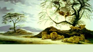 ¿Cuántos leones ves en la imagen? Tu respuesta determinará tu edad psicológica