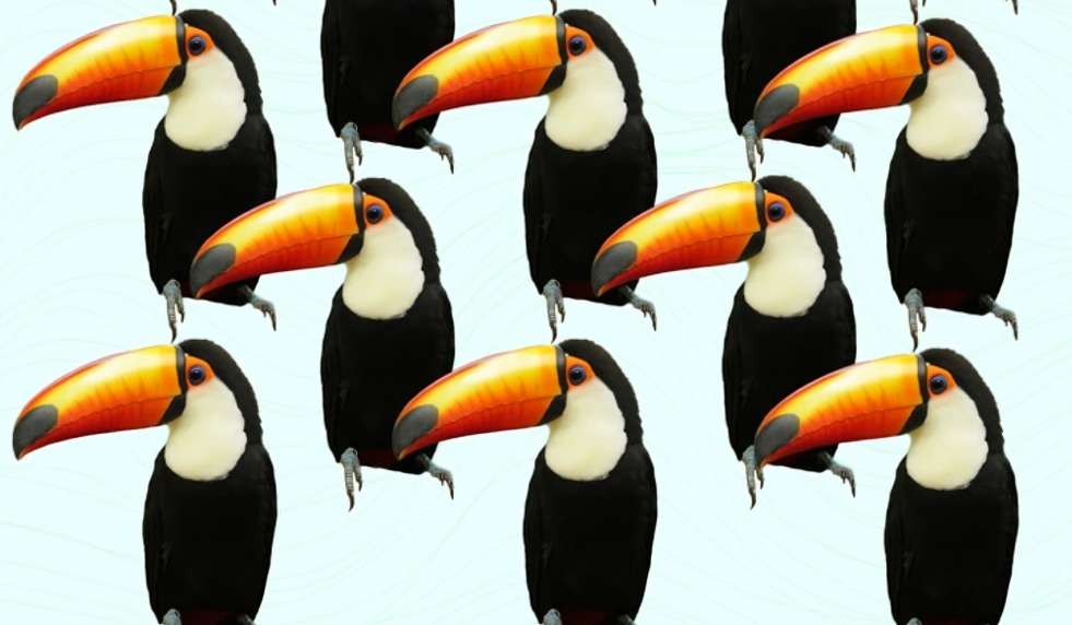 Acertijo Visual: Encuentra al tucán diferente en la imagen: solo un 2% lo consigue en 5 segundos (Foto: GenialGuru)