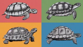 TEST VISUAL: elige una de las cuatro tortugas en la imagen para saber cuánta paciencia tienes