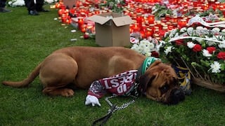 La emotiva imagen del perro que acompañó el entierro de Patrick Ekeng
