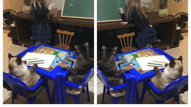 Niña enseña ‘clase maestra’ a sus gatos y el momento es viral en redes sociales