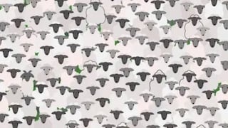 Reto viral nivel experto: debes hallar la cabra entre las ovejas en la imagen