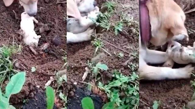 Perrita intenta desenterrar desesperadamente a su cachorro y el video es viral en las redes