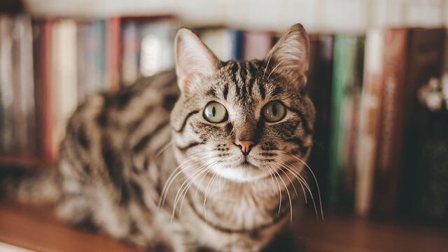 Gato es sensación en redes con su conducta al ser regañado por destrozar un papel higiénico