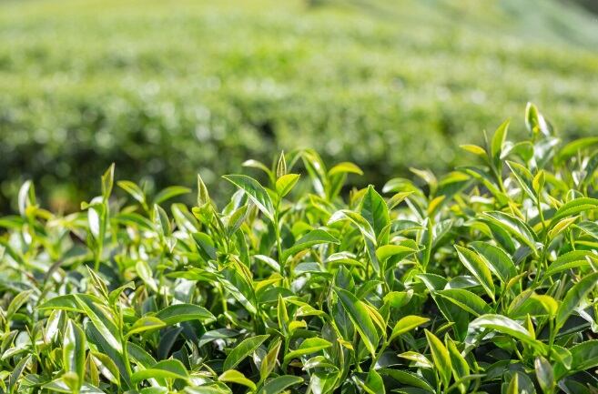 Además de favorecer la pérdida de peso, el té verde podría reducir el riesgo de diabetes tipo 2 y contribuir a un envejecimiento saludable. (Foto referencial: Freepik)