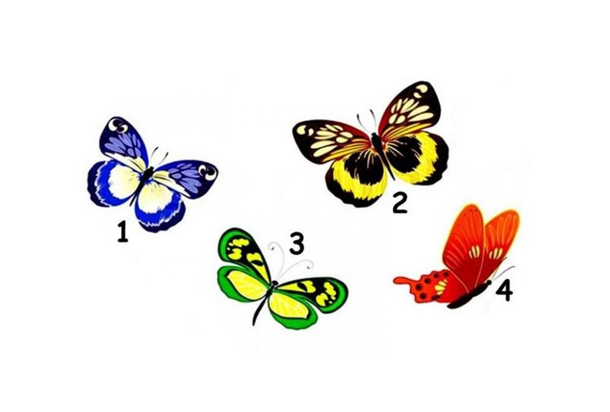 Test de personalidad: Descubre qué es atractivo para tu alma según la mariposa que elijas. (proverbesdamour)