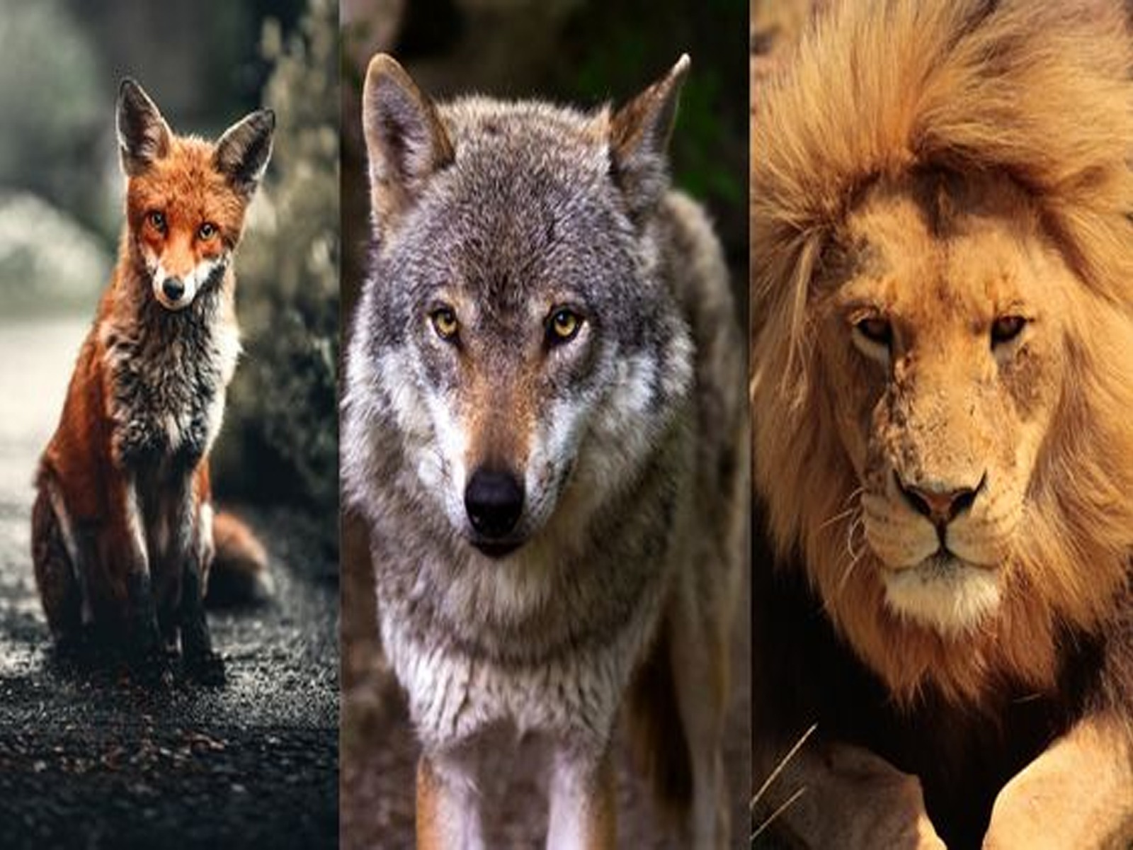 TEST VISUAL | Elige a tu espíritu animal y descubre el instinto que guía tus decisiones y acciones en la vida cotidiana.