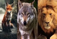 Descubre tu verdadero yo con este test de personalidad que revela tu instinto más auténtico