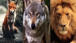 Descubre tu verdadero yo con este test de personalidad que revela tu instinto más auténtico