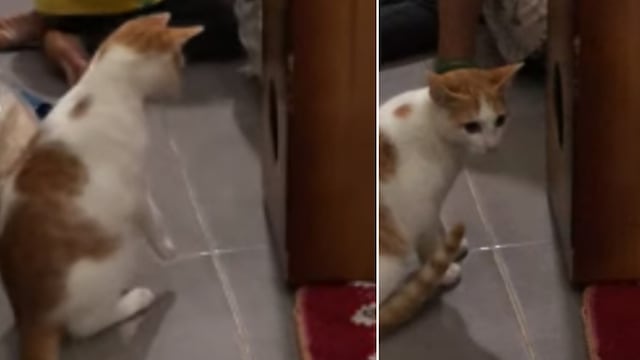 Gato no sabe cómo reaccionar al escuchar a su dueño tocar el cajón