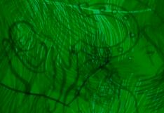 ¿Te falta algo para ser feliz? Conócelo respondiendo qué ves en la imagen