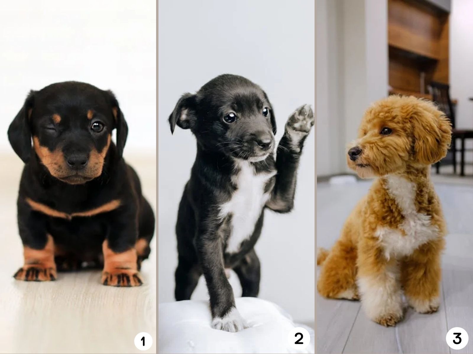 TEST VISUAL | La mayoría de familias crían perros desde que son unos cachorros. (Foto: Composición Freepik / Depor)