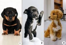 ¿Cuál cachorro despierta ternura en ti? Elige uno y descubre qué mensaje te envía el destino