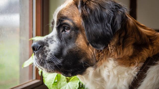 Perro nota la llegada del cartero y reacciona de una forma llamativa que es sensación en redes