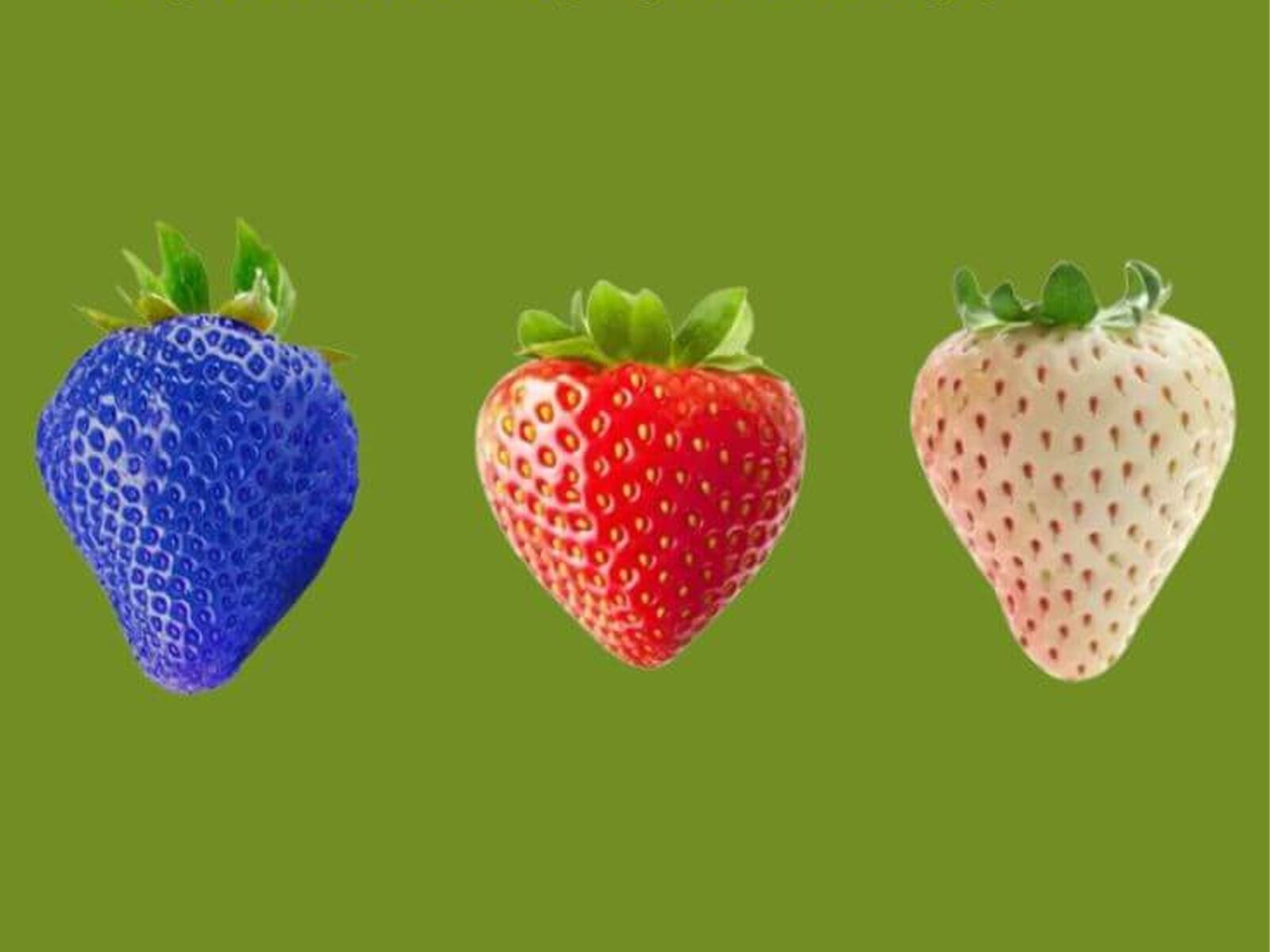 TEST DE PERSONALIDAD | Observa las imágenes de las diferentes fresas disponibles y elige la que más te llame la atención.