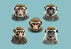 Elige un mono y descubre tu mayor atractivo