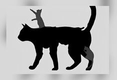 Test: descubre cuántos años tiene tu mente, de acuerdo a la cantidad de gatos que ves