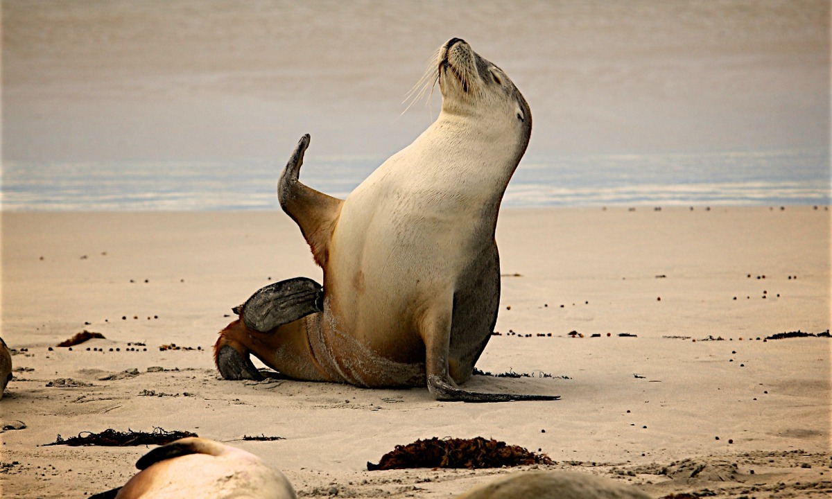 VIDEO VIRAL | En Estados Unidos, los leones marinos están resguardados por la Ley de Protección de Mamíferos donde se prohíbe la caza, captura y muerte de estos animales. (Foto: Pexels)