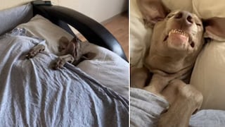 Perro ‘duerme como un hombre’ y se vuelve el centro de atención de los usuarios