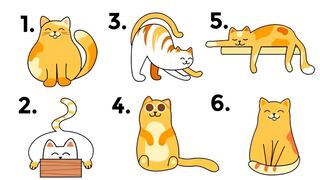 Elegir uno de los gatos en esta imagen te hará descubrir si eres un líder natural