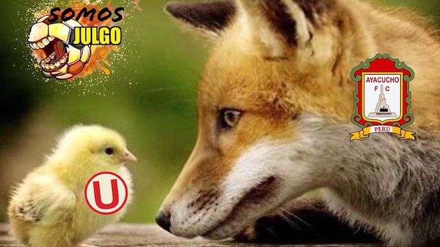 ¡La hora del humor!: vacílate con los memes tras la derrota de la 'U' ante Ayacucho FC