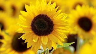 ¿Qué día se regalan flores amarillas, cuál es su significado y por qué se dan?