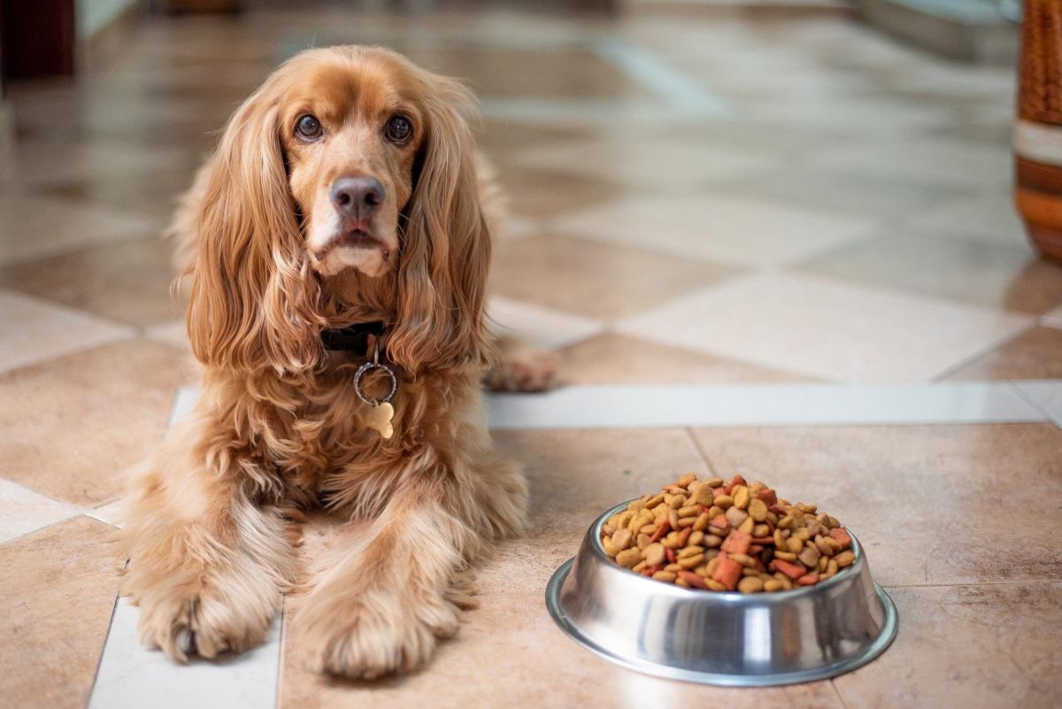 Estudio analizó 46 marcas de croquetas para perros (Foto: Pixabay)