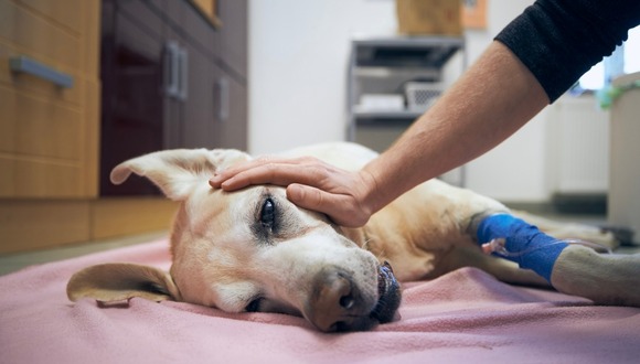 El resfrío en las mascotas podría terminar siento letal (Foto: ¡Stock)