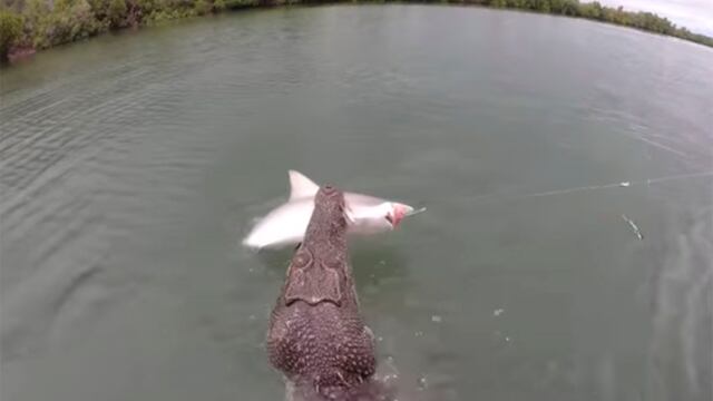 Pescador logra atrapar a un tiburón, pero un enorme cocodrilo lo sorprendió