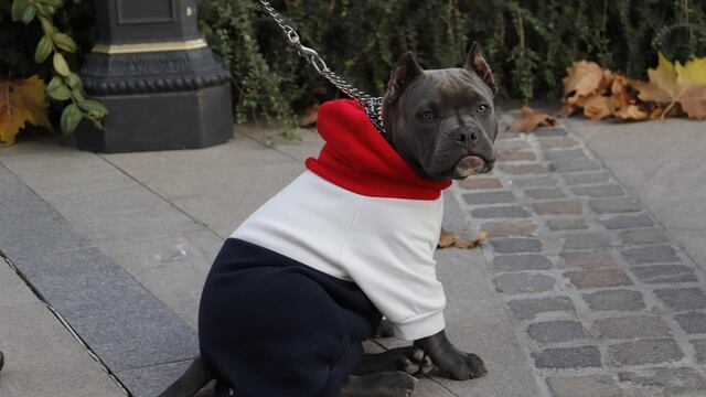 Cuidados que todo dueño debe tener con la ropa de sus perros en días de frío