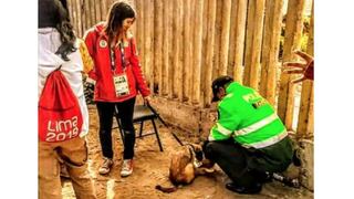 Canadiense rescata perro callejero peruano para llevárselo a Montreal al finalizar los Juegos Panamericanos [FOTOS]