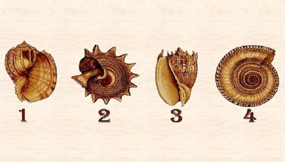 TEST VISUAL | En esta imagen hay varias conchas marinas. Tienes que elegir una. (Foto: namastest.net)