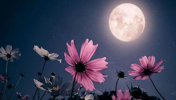 Conoce todos los detalles sobre la Luna de Flores en Colombia (Foto: internet)