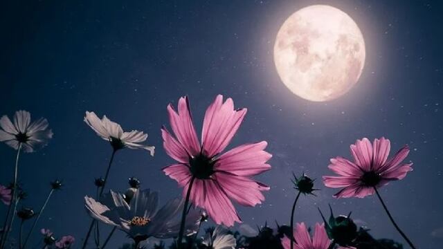 ¿Cuál es el horario para ver la Luna de Flores 2024 en Colombia?