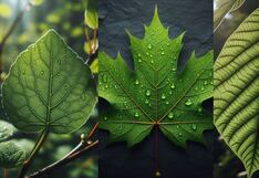 Selecciona una hoja y descubre el renacimiento que te llevará a nuevas oportunidades