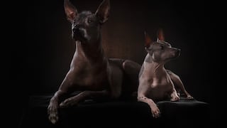 Día de Muertos: Xoloitzcuintle, el perro que acompaña a las almas a cruzar el inframundo