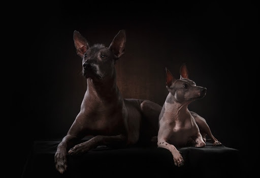 Los Xoloitzcuintles han sido una raza perros que ha estado presente durante siglos en la cultura mexicana (Foto: Fundación Centro Histórico México)