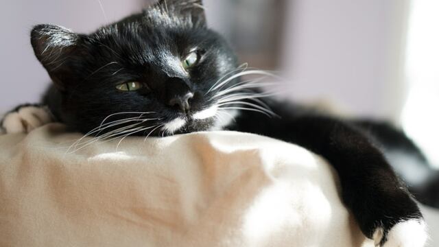 Gato con sueño protagoniza hilarante escena al resbalarse de una cama