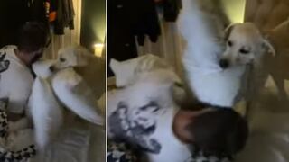 La adorable escena en la que un perro tiene una ‘pelea de almohadas’ con su dueño