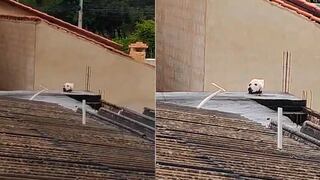 Video Viral: Mujer se asombra tras Ilusión óptica de la ‘cabeza de un perro’ sobre un techo