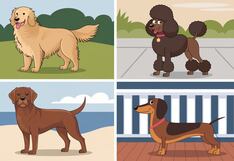 Elige uno de los perros para descubrir qué percepción tienen las personas de ti
