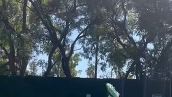 Chivas vs. América: juegan por la Concachampions 2024. (Video: @Chivas)