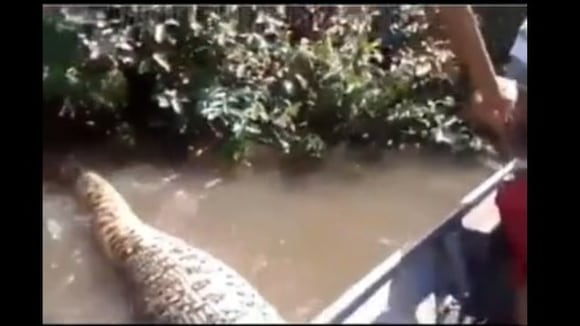 Terror en lo profundo: anaconda pasa por debajo de su embarcación y los empuja. (Video fuente: TikTok/@jose_angelus)