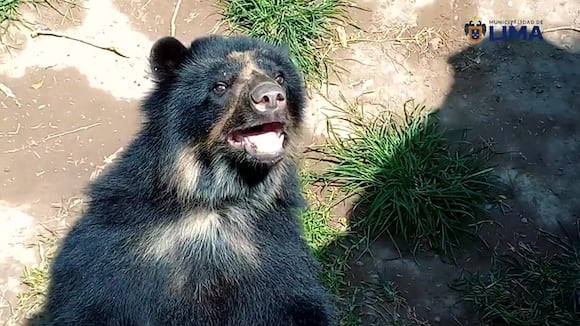 La Municipalidad de Lima ha realizado trabajos en el Zoológico Huachipa. (Video: Municipalidad de Lima)
