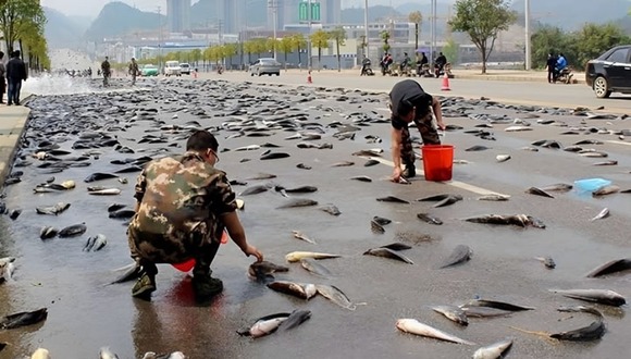Lluvia de peces en Irán: ¿qué es, por qué ocurre este fenómeno y qué significa? (Video: Ultramix).