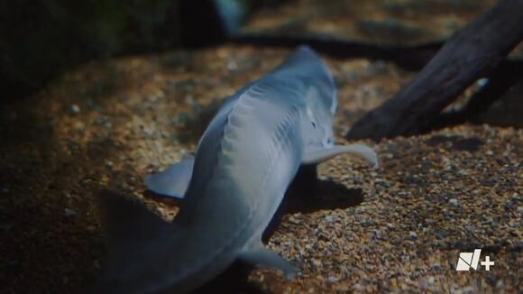 ¿Qué es la superluna de Esturión 2023 y cuándo puedes verla? | VIDEO: NMás