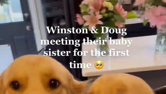 Dos perros emocionan a miles de usuarios tras su emotiva reacción al conocer al bebé de sus dueños. (Video: TikTok)