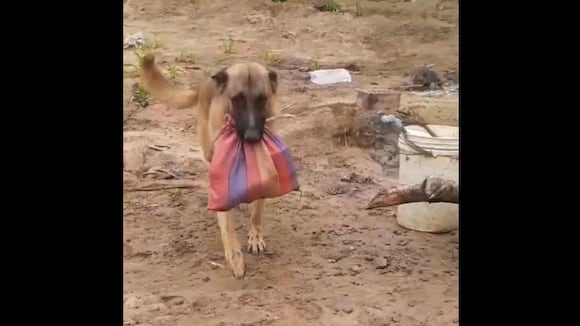 Perrito lleva el desayuno a su dueño hasta el lugar donde trabaja. (Video fuente: TikTok/Jcalderon)